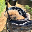 뽀뽀애견농장 이미지