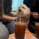 투비어스 | 그러면서 망하지도 않고 꽤 행복하기까지 하니까