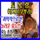 원광대학교 한의학전문대학원 | 🫚토복령효능 총정리🫚망개나무뿌리 효능 먹는법, 부작용❤️
