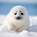 퍼피스프링 이미지