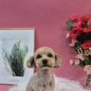 댕댕뷰티 이미지