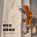 [천안] 신부동 터미널 10년 경력 반모리 파충류샵 크레스티드게코 분양 후기