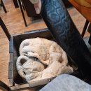 솜리갈비 이미지