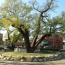 괴정1동-5 이미지