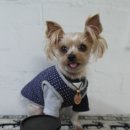 써리 독 | 강아지수제간식추천 더마독!/써리군한테 좋은 노령견 영양제 드디어 찾았어요!!^^