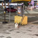 [일기] 아직 끝나지않은 연휴 10월 둘째주 주간일기, 놀고만 싶은 뽀로로의 돼지런한 삶