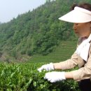 반야다원 이미지