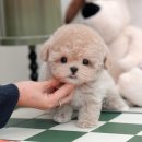 광주강아지분양 고양이분양 미유펫 본점 | 광주강아지분양 믿음직한 미유펫