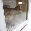 뽀송펫 | 고양이 드라이룸 애견 강아지 펫 드라이기