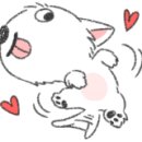 디스크 독 연구소 이미지