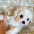 아띠퍼피 이미지