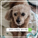 구강축산 | 강아지 스케일링 비용과 발치 후기, 주기적인 치석 관리 꿀팁까지 도대체 왜 난리난 걸까요?