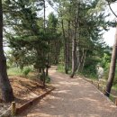 솔향기공원 이미지