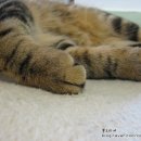 까망 곰 젤리 이미지