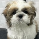 펫마켓 서구점 이미지