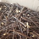 자연애오리 이미지