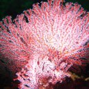 제주연안 연산호 군락지 이미지