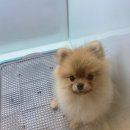 그레이 동물병원 | 강남애견분양 그레이동물병원펫샵 사랑스러운 요미 분양 후기