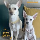 1909 | 포인핸드 입양후기[❤️입양후기❤️] 1909.요미 🐶