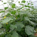 기능성머쉬영농조합법인 이미지