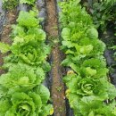 우람농장 이미지