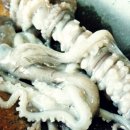 낙지힘낙지 이미지