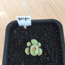 필루리<b>폴미</b>