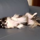 쓰담쓰담 이미지