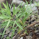 야생화답사 이미지