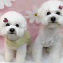 미용특공대 이미지