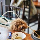 효돈천 | [공지] 반려견 동반 제주 여행 3일차 후기｜중문 갈치구이부터 올레시장, 미영이네 고등어회 포장까지