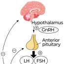 hCG, 남성 운동선수에게는 상시금지 &#39;주의&#39; 임신테스트기로 검출 가능한 금지약물 이미지