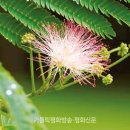 나무와 숲 이미지