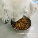 꼬리흔들 유치원 이미지