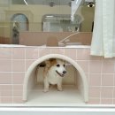신운미애견미용실 | 대구 애견미용 잘하는 곳 훈훈 반려견미용실 대형견도 환영