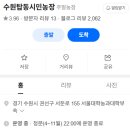 황화농장 | 서울 근교 가을 나들이 장소 추천 ㅡ 수원 탑동 시민 농장(코스모스+ 황화코스모스+댑싸리)