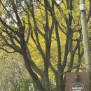 단풍캠성지 원주 캄파슬로우 파쇄석 3번 사이트 후기🍂