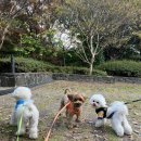 놀루오숑 이미지