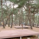 회동솔향캠핑장 이미지