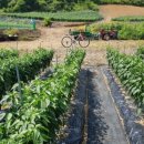 와이디팜 이미지