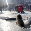 송어축제 연합뉴스