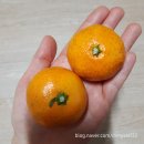 노지감귤 구매후기(제주땡큐베리팜)내돈내산 솔직후기