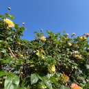 금호강영천 이미지