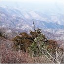 함백산(1,572.3m) 백두대간 설원에 펼쳐지는 주목, 고사목 눈꽃 산행*2010.1.17.일* 이미지