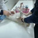 스마일플러스동물병원 이미지