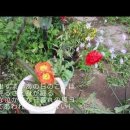 風が泣いている-美空ひばり 이미지