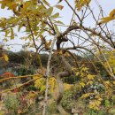 황금나무 이미지