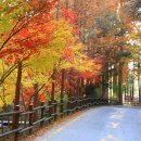 장태산휴양림 이미지