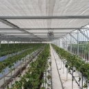 늘봄딸기농원 이미지