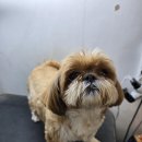 주견야DOG 이미지